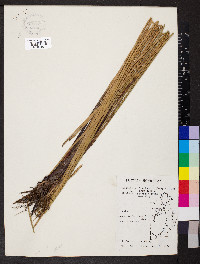 Eleocharis fistulosa image