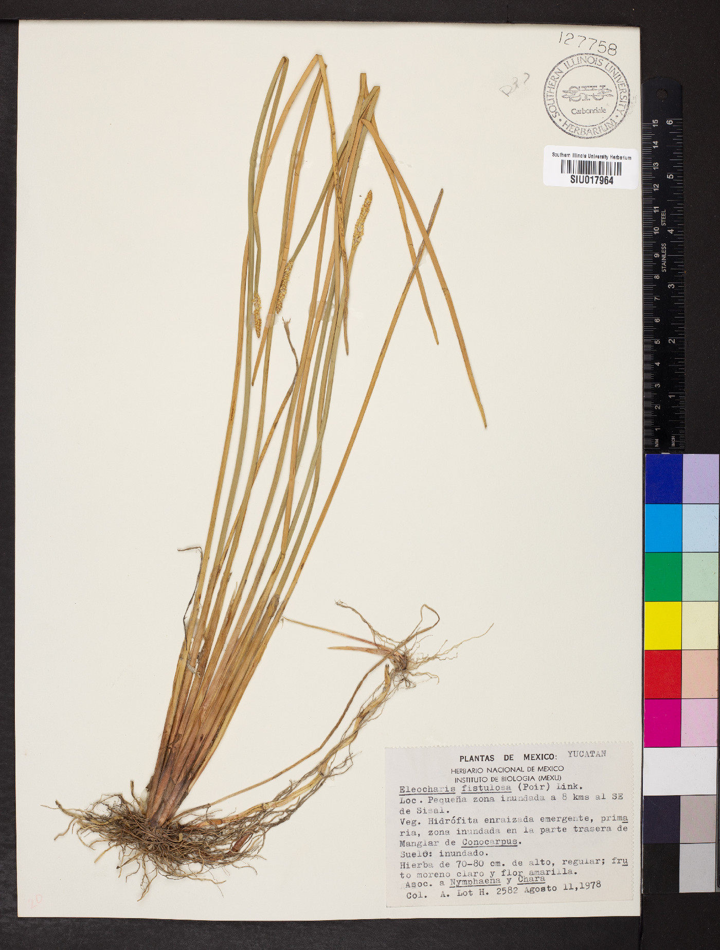 Eleocharis fistulosa image