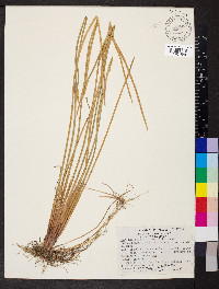 Eleocharis fistulosa image