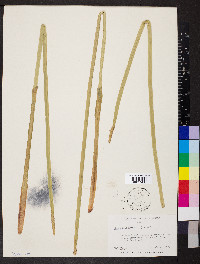 Eleocharis mutata image