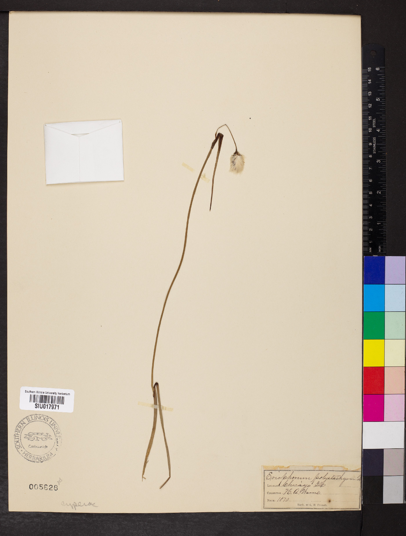 Eriophorum polystachyon image