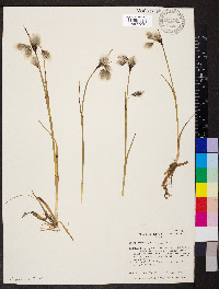 Eriophorum angustifolium image