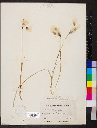 Eriophorum angustifolium image