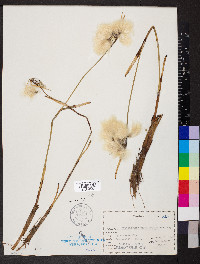 Eriophorum angustifolium image