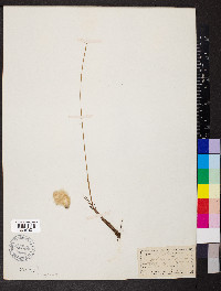 Eriophorum russeolum image