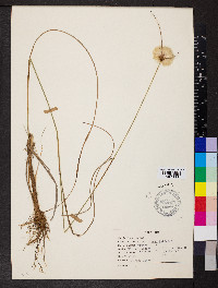 Eriophorum virginicum image
