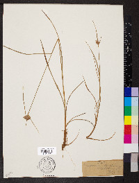 Eriophorum virginicum image