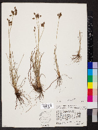 Fimbristylis caroliniana image