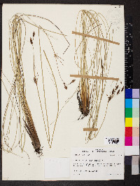Fimbristylis castanea image