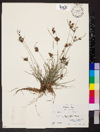 Fimbristylis dichotoma image