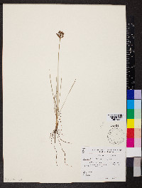 Fimbristylis dichotoma image