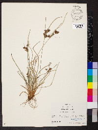 Fimbristylis dichotoma image