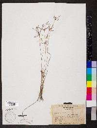 Fimbristylis dichotoma image