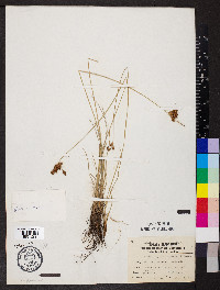 Fimbristylis drummondii image