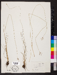 Fimbristylis drummondii image