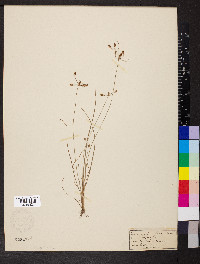 Fimbristylis annua image