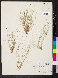 Fimbristylis vahlii image