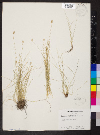 Fimbristylis monostachya image