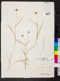 Fuirena squarrosa image