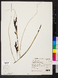 Gahnia deusta image