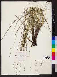 Gahnia deusta image