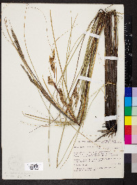 Media resource of Gahnia filum