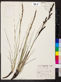 Gahnia filum image