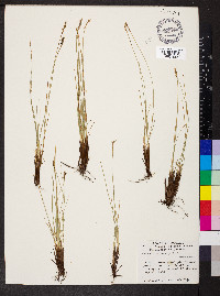 Carex borealipolaris image