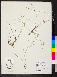 Kyllinga gracillima image