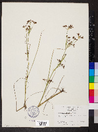 Psilocarya scirpoides image