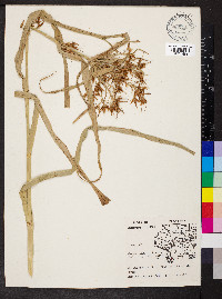 Rhynchospora corniculata image