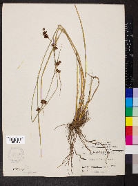 Rhynchospora glomerata image