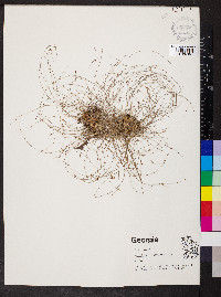 Rhynchospora capillacea image