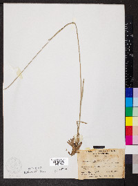 Rhynchospora ciliaris image