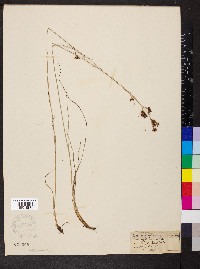 Rhynchospora cymosa image