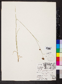 Rhynchospora globularis var. recognita image