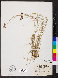 Rhynchospora globularis var. recognita image