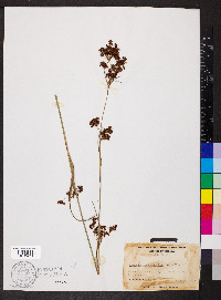 Rhynchospora schoenoides image