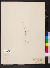 Rhynchospora alba image