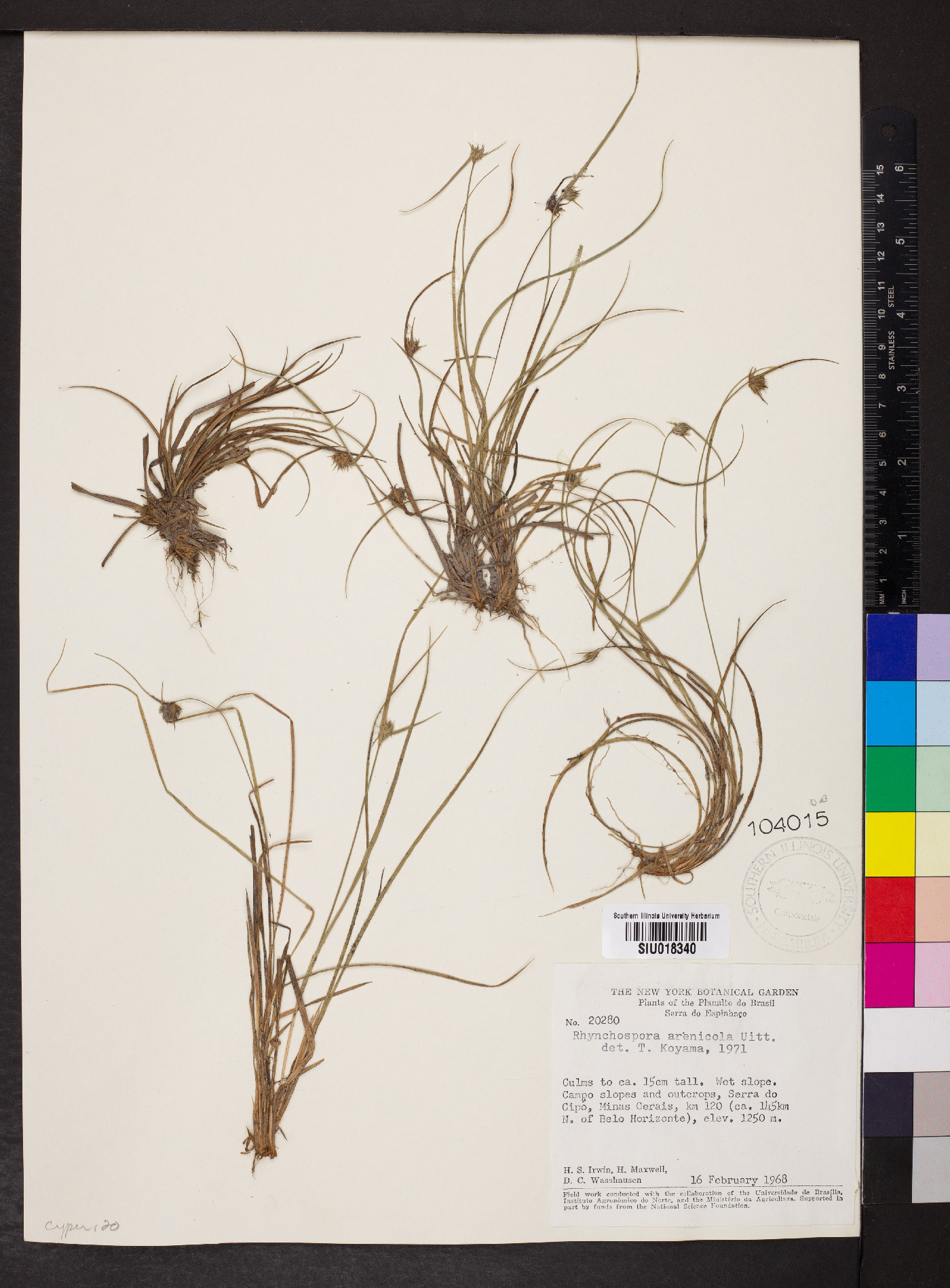 Rhynchospora arenicola image