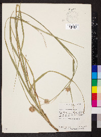Rhynchospora cyperoides image