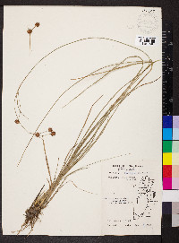 Rhynchospora cyperoides image