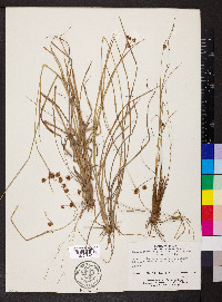 Rhynchospora cyperoides image