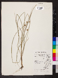 Rhynchospora cyperoides image