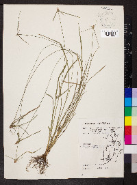 Rhynchospora radicans image