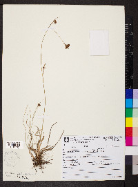 Rhynchospora rugosa image