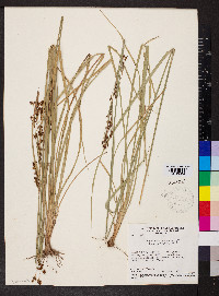 Rhynchospora rugosa image
