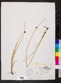 Schoenoplectus americanus image