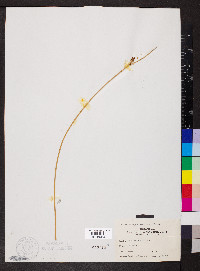 Schoenoplectus americanus image