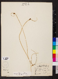 Schoenoplectus americanus image